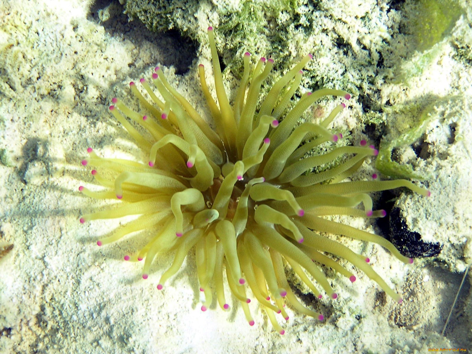 Пр морский. Угор Морский. Haechobi из Морский ыодорослей. Морский прадугди. Korobkovitrigonia darraseana фото.